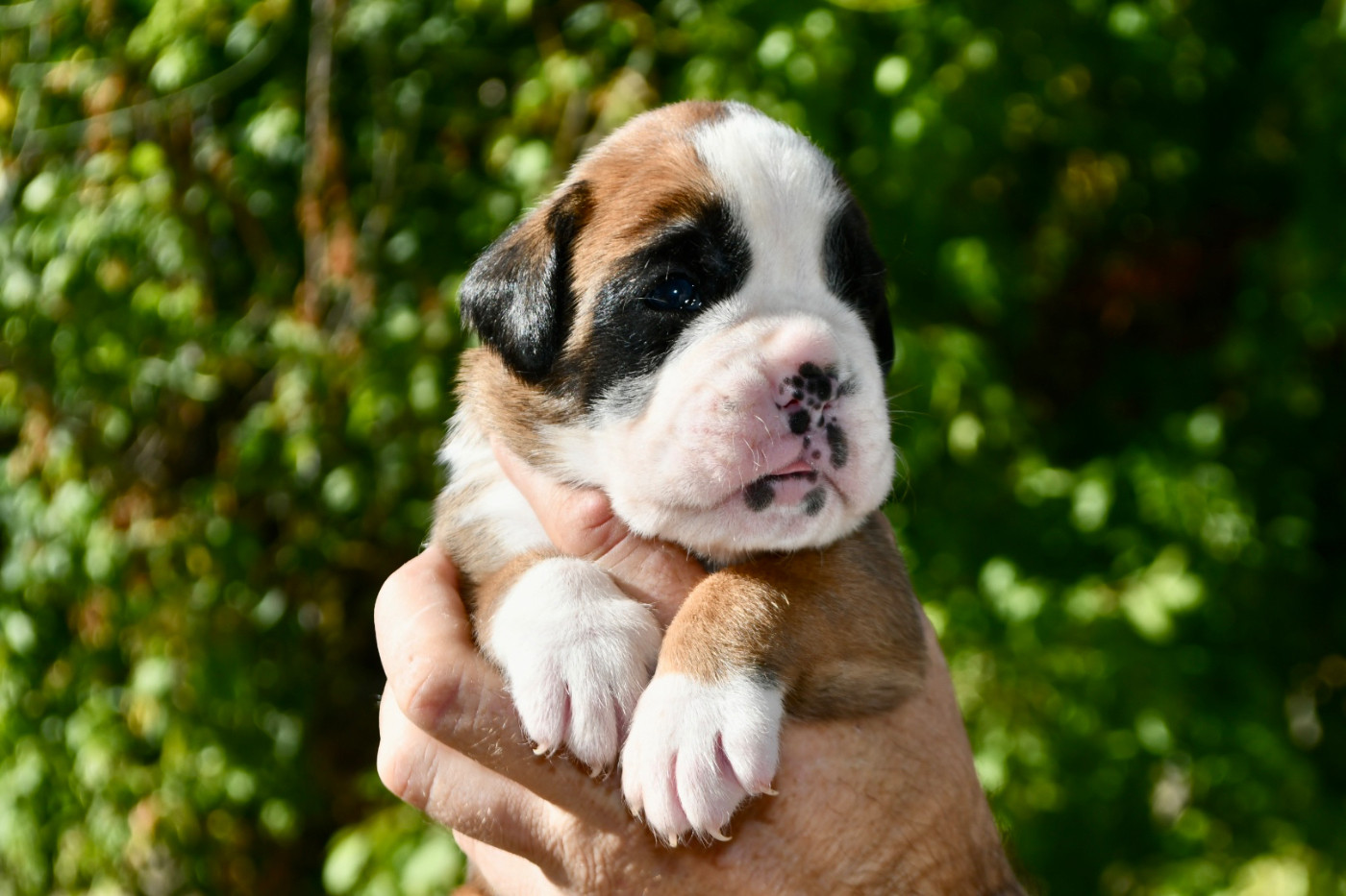 Des Fidèles Compagnons d'Uxen - Chiots disponibles - Boxer