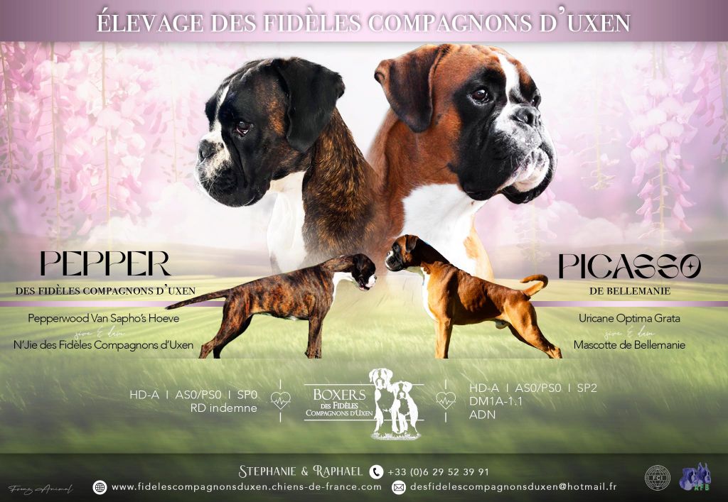 Chiot Boxer Des Fidèles Compagnons d'Uxen