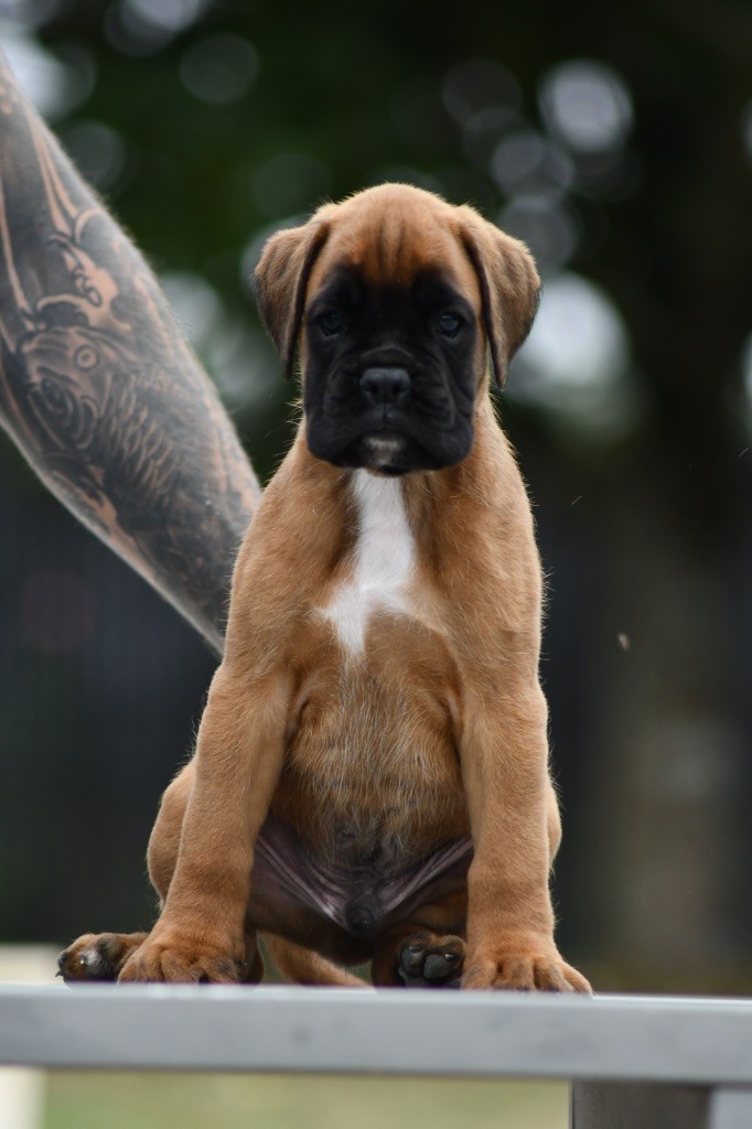 Des Fidèles Compagnons d'Uxen - Chiots disponibles - Boxer