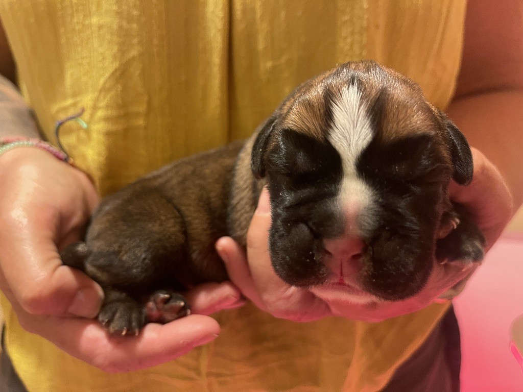 Des Fidèles Compagnons d'Uxen - Chiots disponibles - Boxer