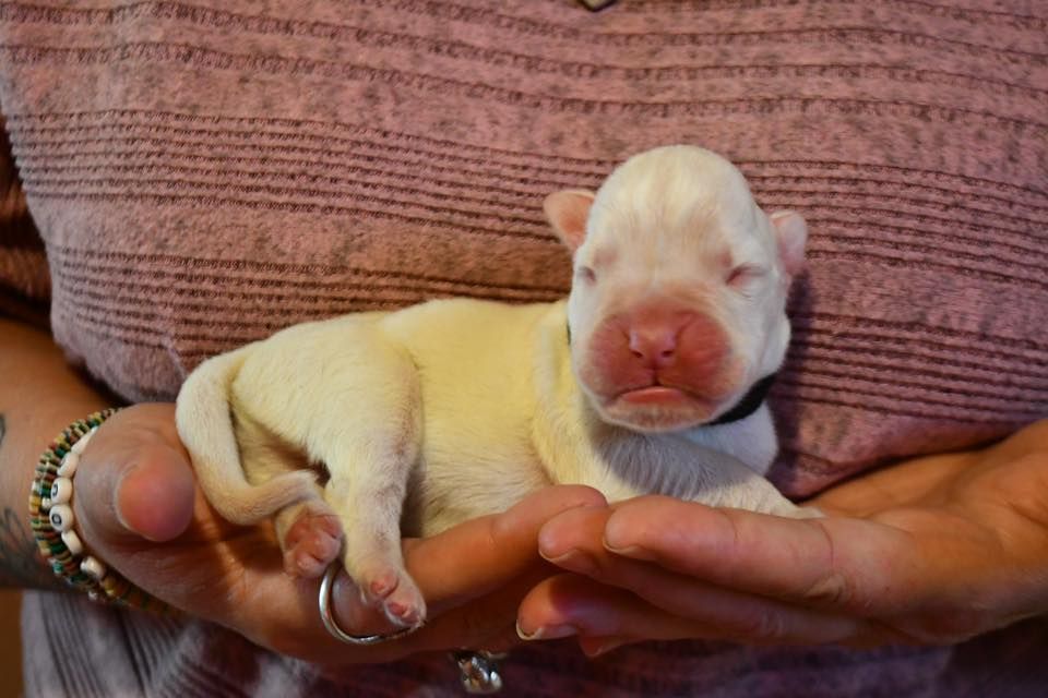Des Fidèles Compagnons d'Uxen - Chiots disponibles - Boxer