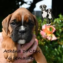 ATHENA