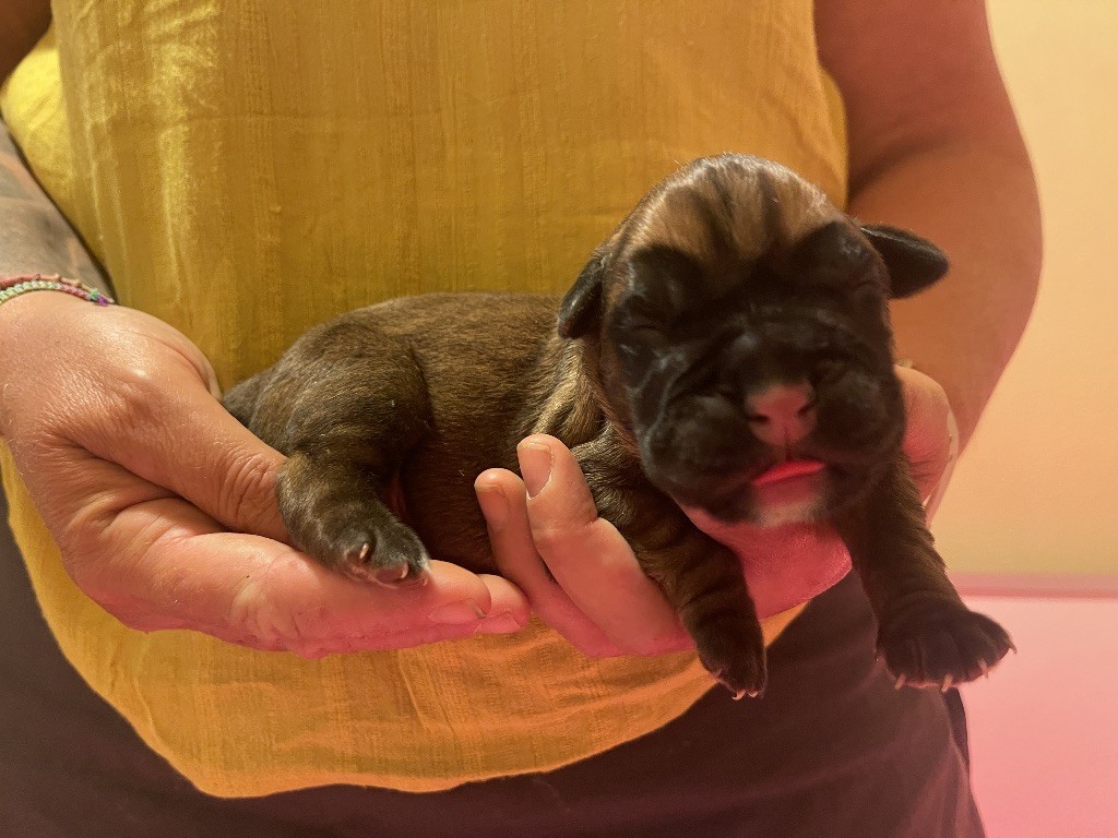 Des Fidèles Compagnons d'Uxen - Chiots disponibles - Boxer
