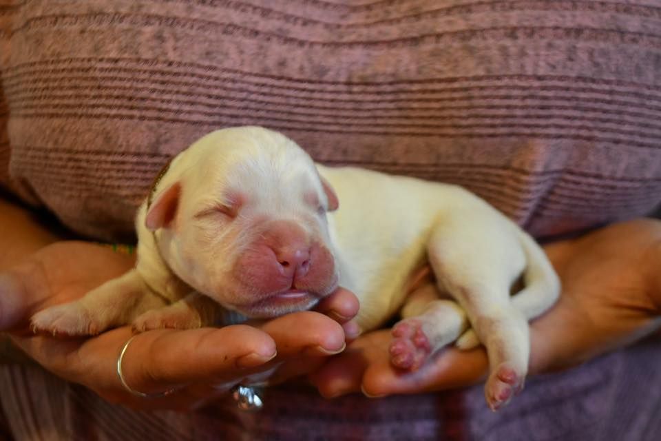 Des Fidèles Compagnons d'Uxen - Chiots disponibles - Boxer