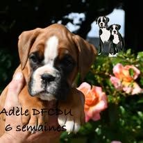 Des Fidèles Compagnons d'Uxen - Chiots disponibles - Boxer