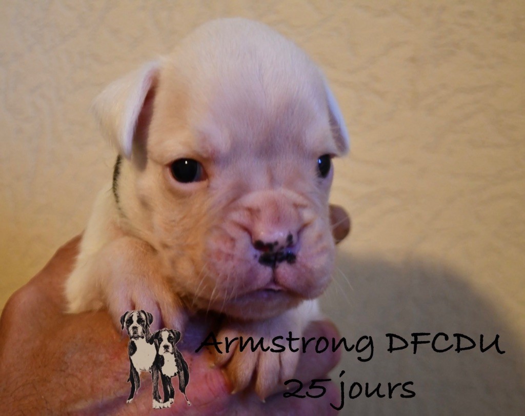 Des Fidèles Compagnons d'Uxen - Chiots disponibles - Boxer