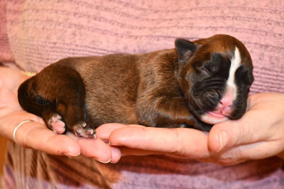 Des Fidèles Compagnons d'Uxen - Chiots disponibles - Boxer