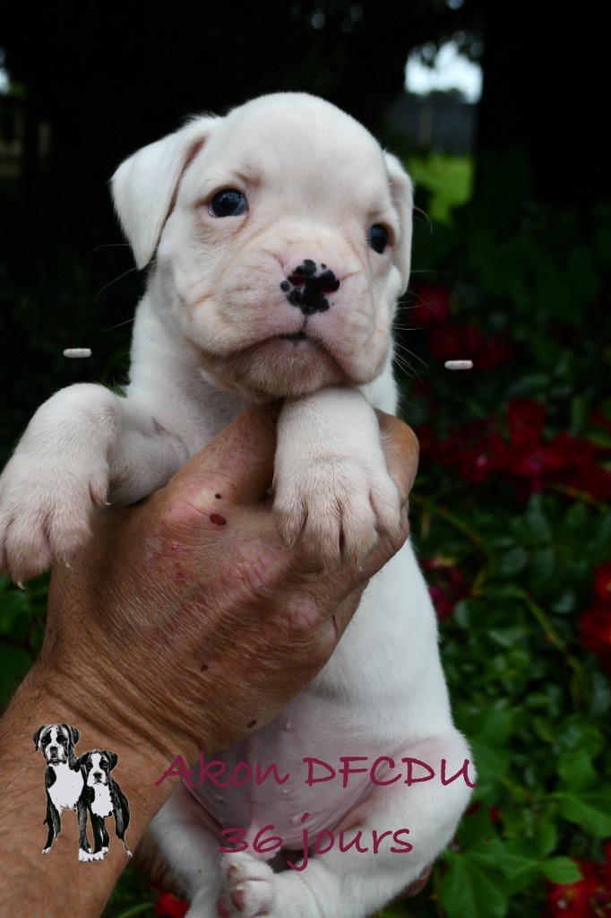 Des Fidèles Compagnons d'Uxen - Chiots disponibles - Boxer