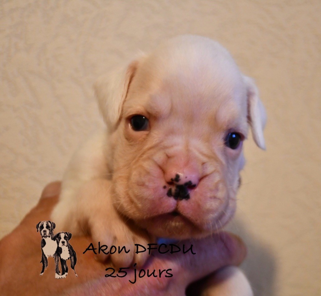 Des Fidèles Compagnons d'Uxen - Chiots disponibles - Boxer