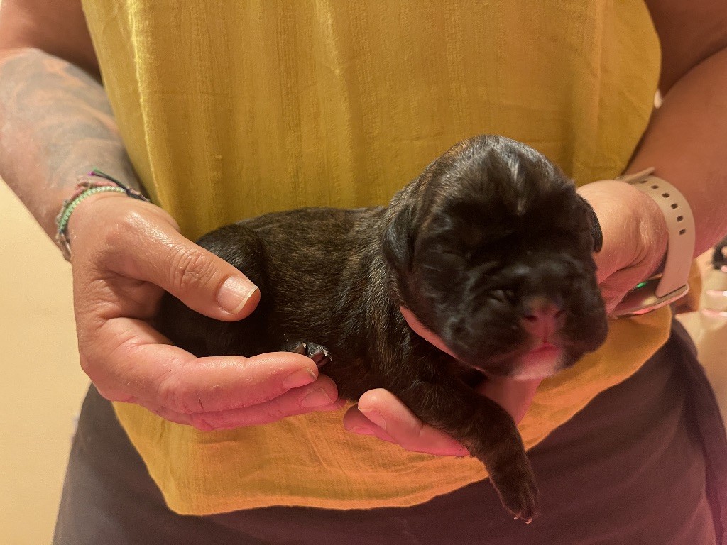 Des Fidèles Compagnons d'Uxen - Chiots disponibles - Boxer