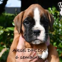 AKSEL